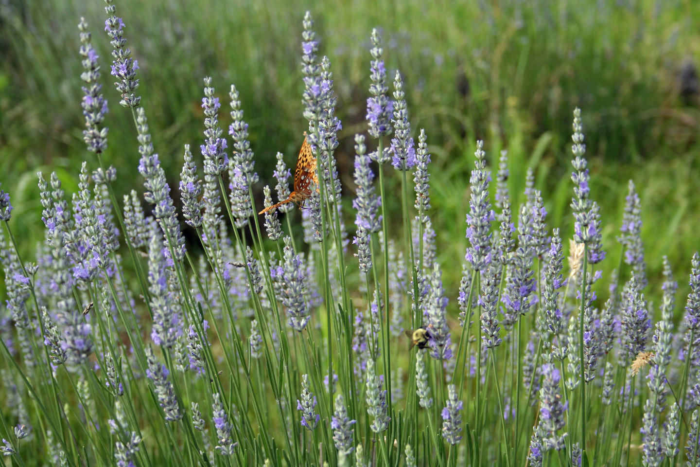 Lavender field 3